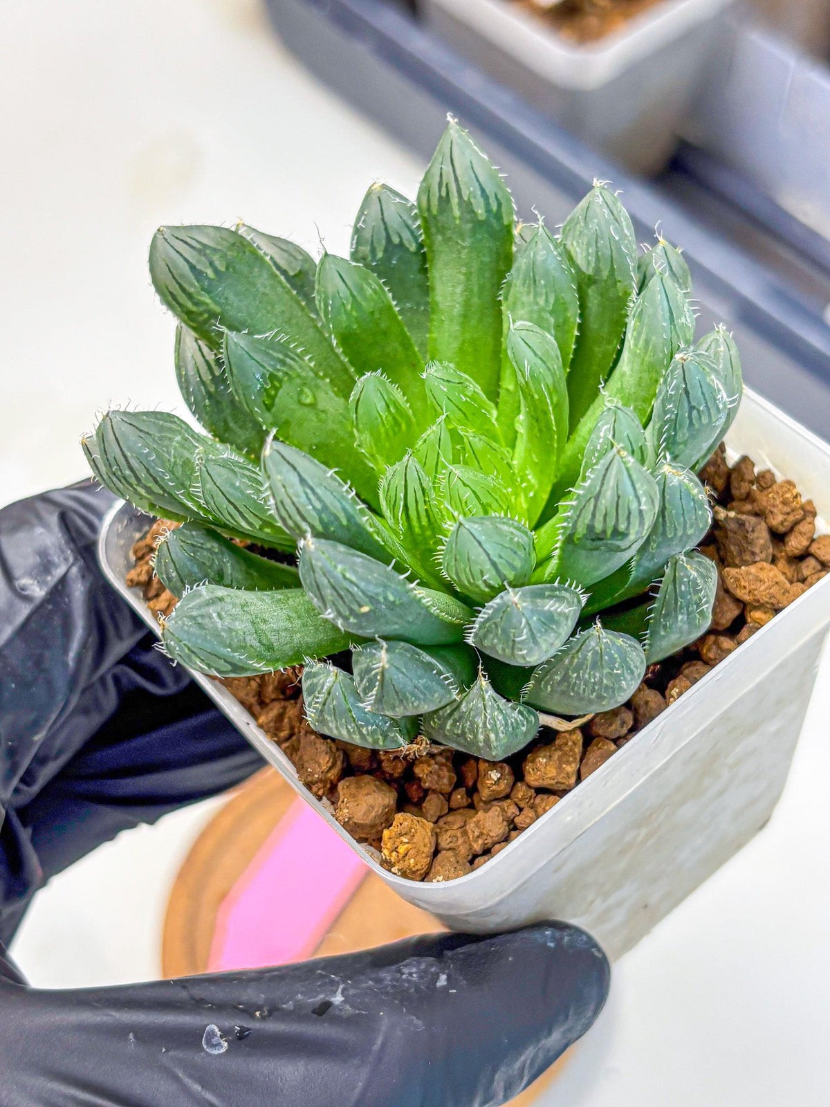 Haworthia Obtusa Hyb (wa10) (pp) | Rare Succulent
