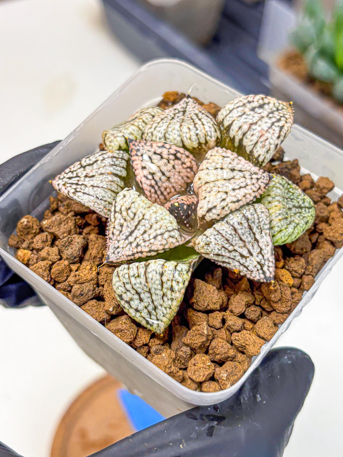 Haworthia Picta ‘Red’ (wa10) (bb) | Rare Succulent