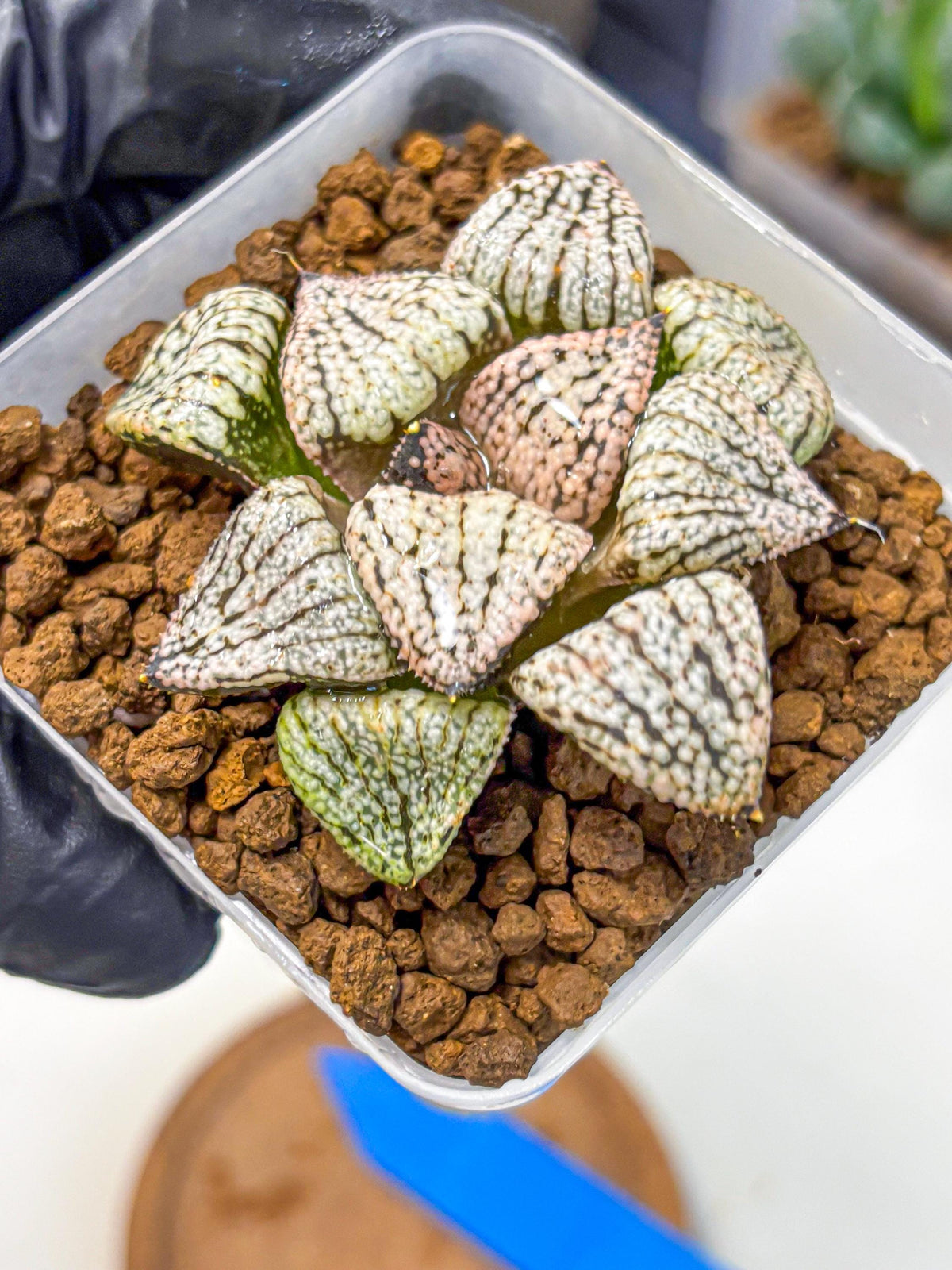 Haworthia Picta ‘Red’ (wa10) (bb) | Rare Succulent