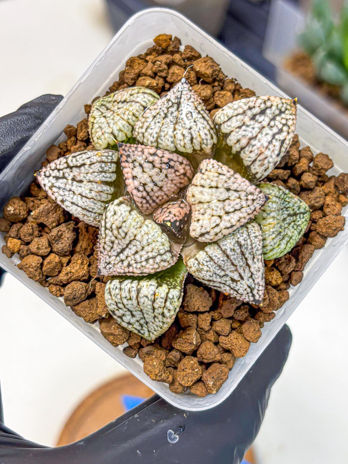 Haworthia Picta ‘Red’ (wa10) (bb) | Rare Succulent