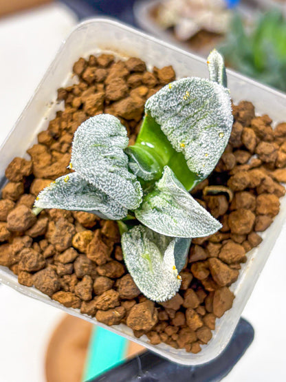 Haworthia Pygmaea ‘Hakugin Tetsudou’ (wa10) (gg) | Rare Succulent