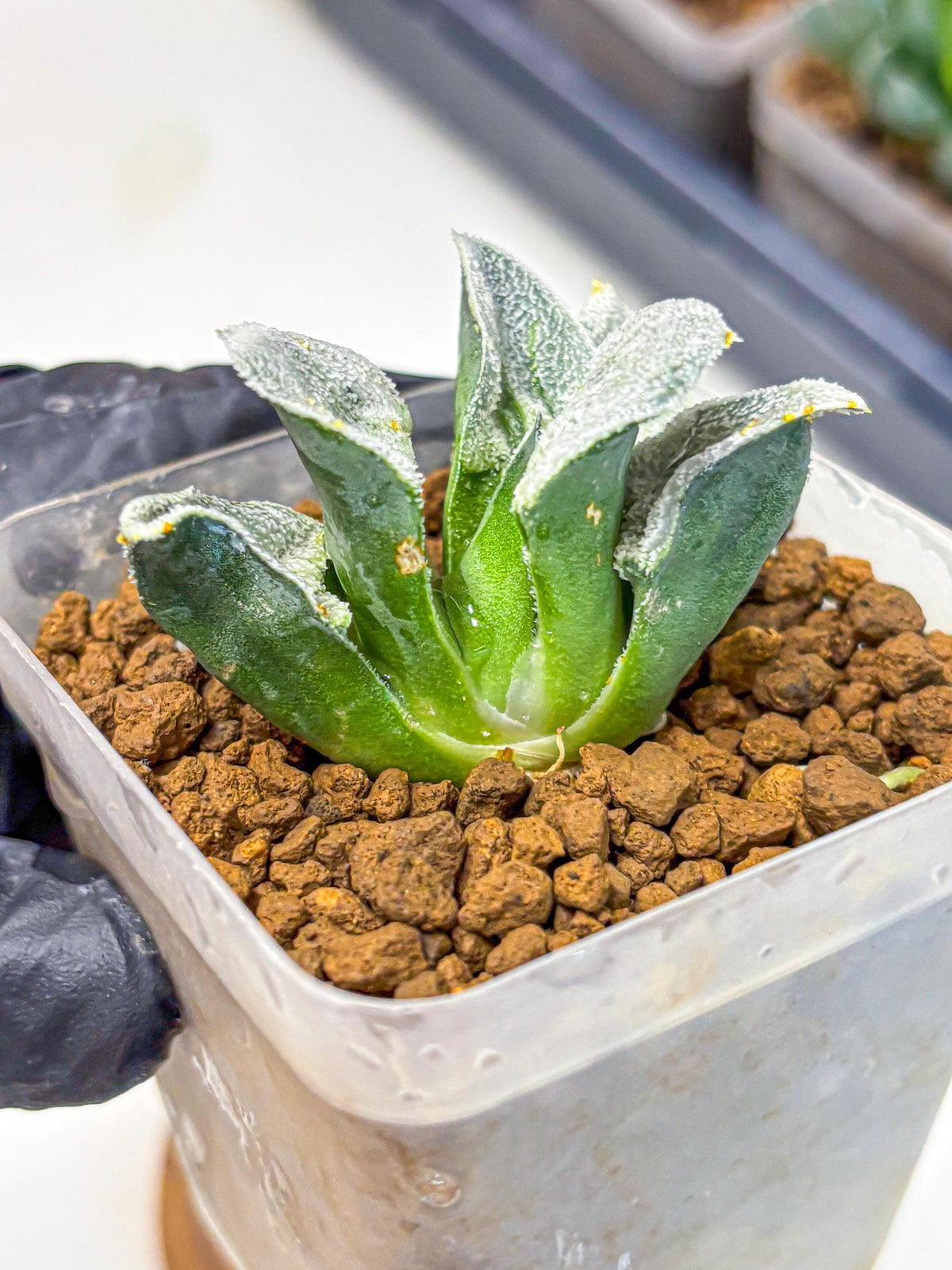 Haworthia Pygmaea ‘Hakugin Tetsudou’ (wa10) (gg) | Rare Succulent