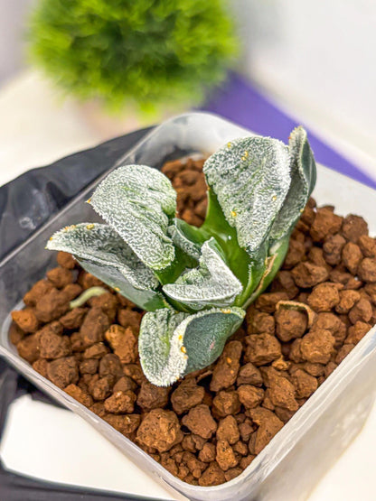 Haworthia Pygmaea ‘Hakugin Tetsudou’ (wa10) (gg) | Rare Succulent