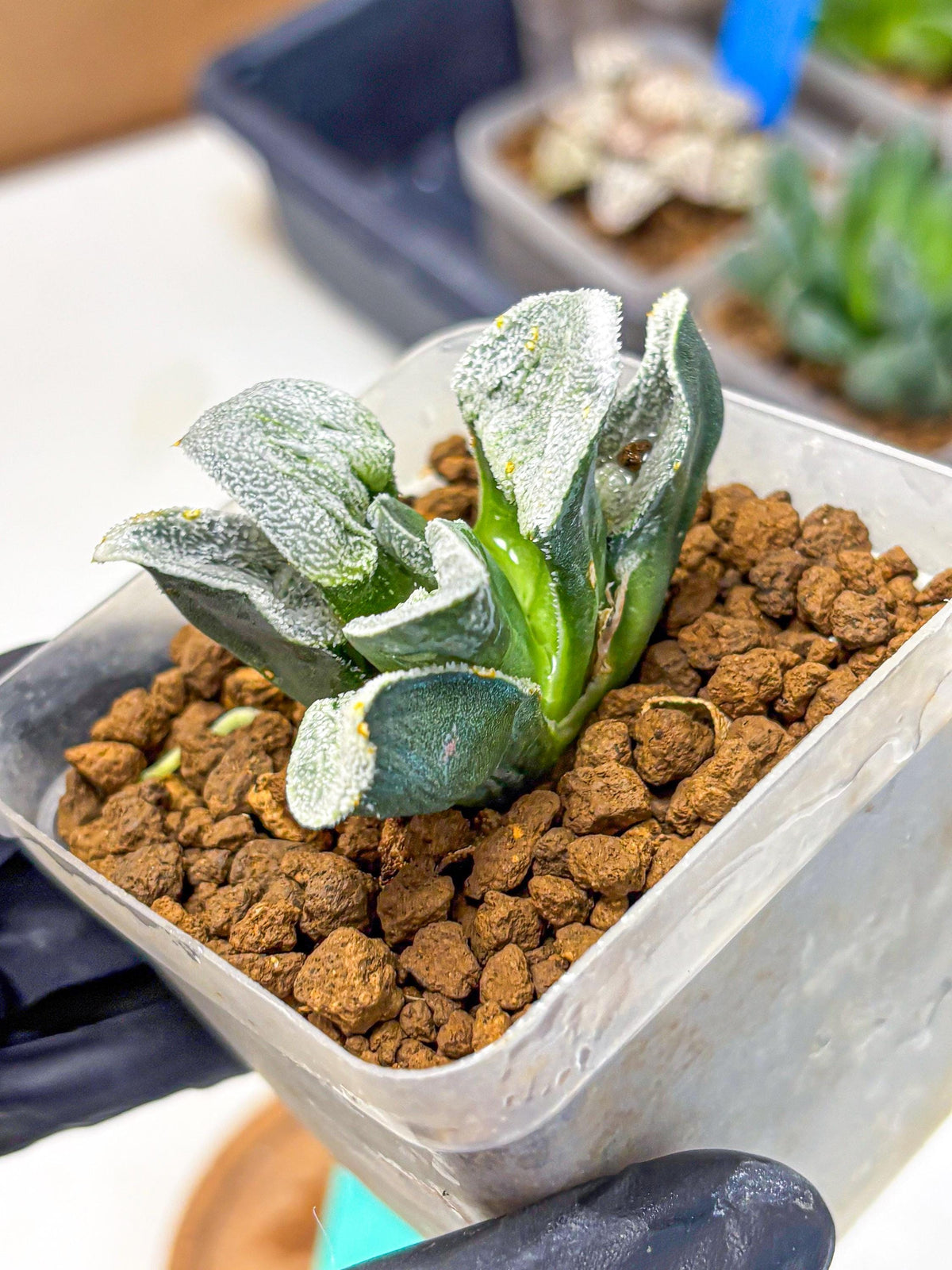 Haworthia Pygmaea ‘Hakugin Tetsudou’ (wa10) (gg) | Rare Succulent