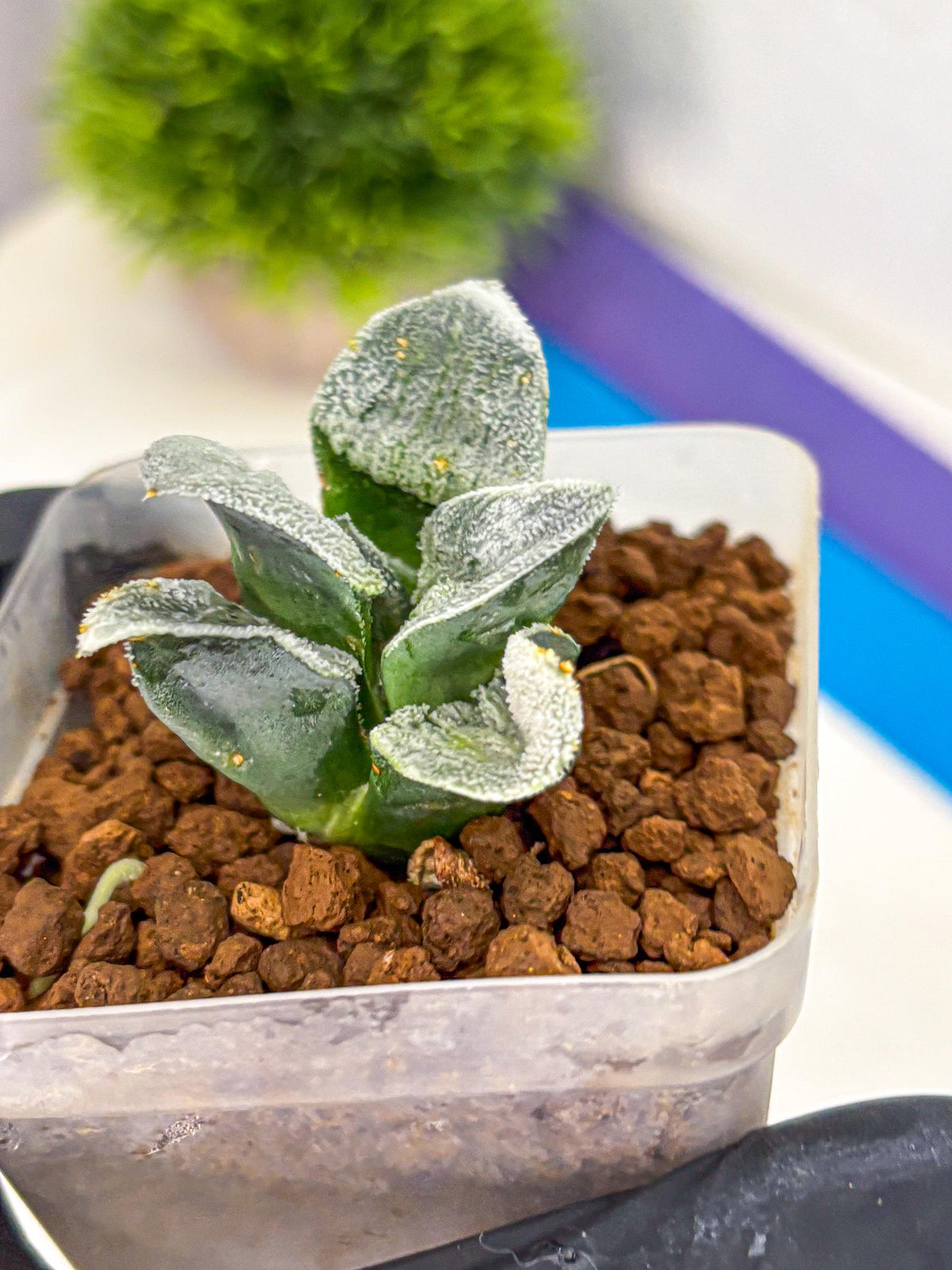 Haworthia Pygmaea ‘Hakugin Tetsudou’ (wa10) (gg) | Rare Succulent