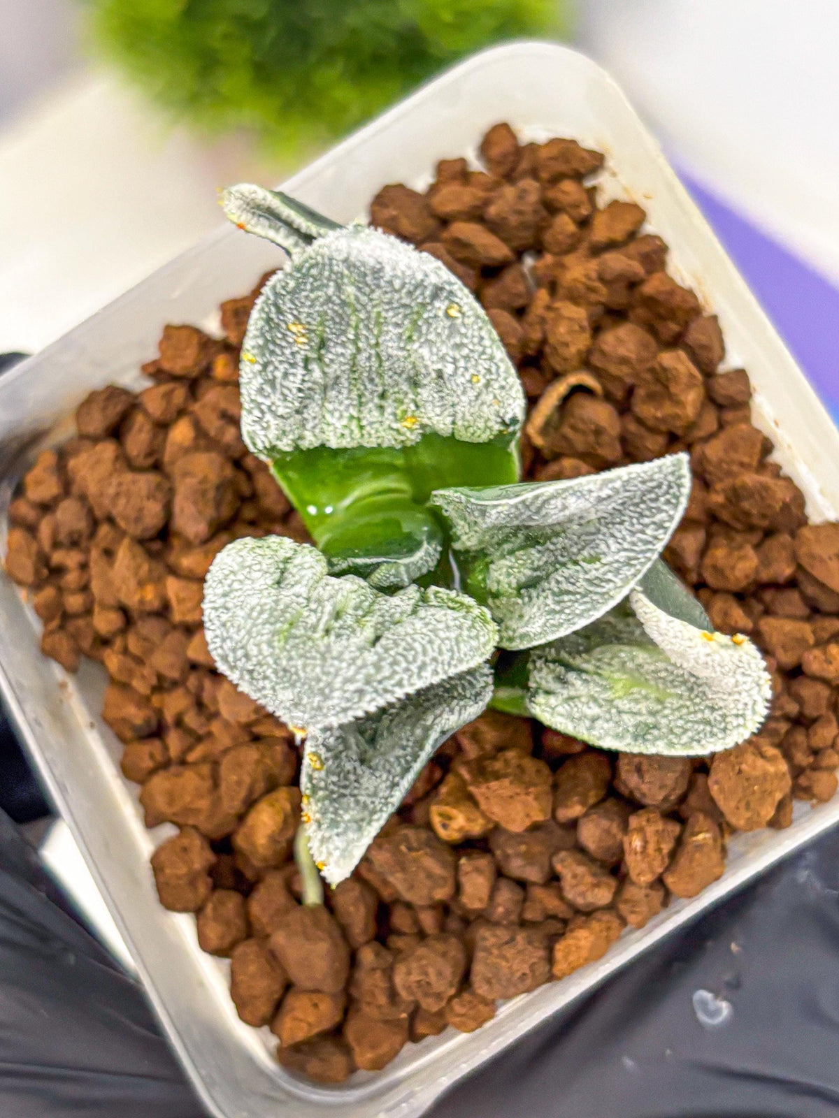 Haworthia Pygmaea ‘Hakugin Tetsudou’ (wa10) (gg) | Rare Succulent