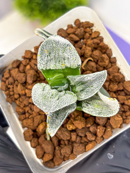 Haworthia Pygmaea ‘Hakugin Tetsudou’ (wa10) (gg) | Rare Succulent