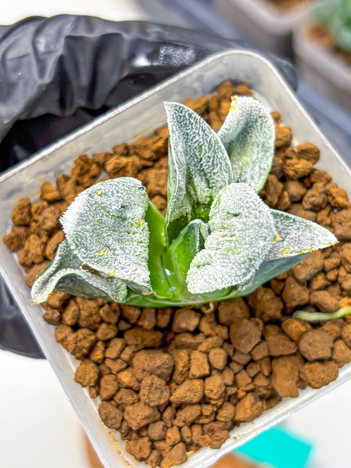 Haworthia Pygmaea ‘Hakugin Tetsudou’ (wa10) (gg) | Rare Succulent