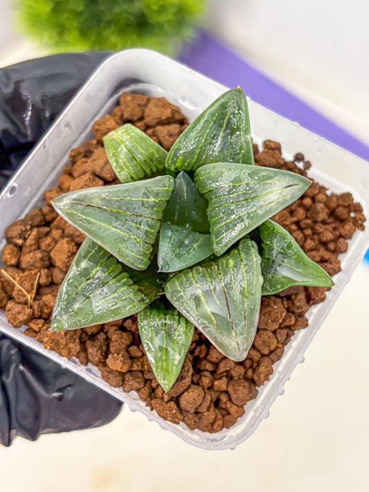 Haworthia Atrofosca lsl (wa11) (1) | Easy Care Indoor Plant