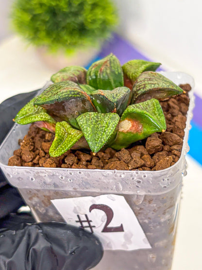 Haworthia Picta Hyb (wa11) (2) | Easy Care Indoor Plant