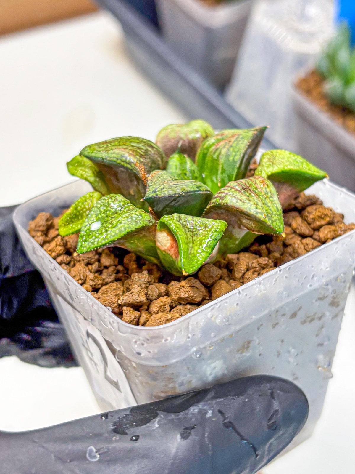 Haworthia Picta Hyb (wa11) (2) | Easy Care Indoor Plant
