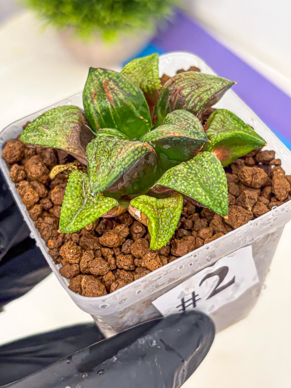 Haworthia Picta Hyb (wa11) (2) | Easy Care Indoor Plant