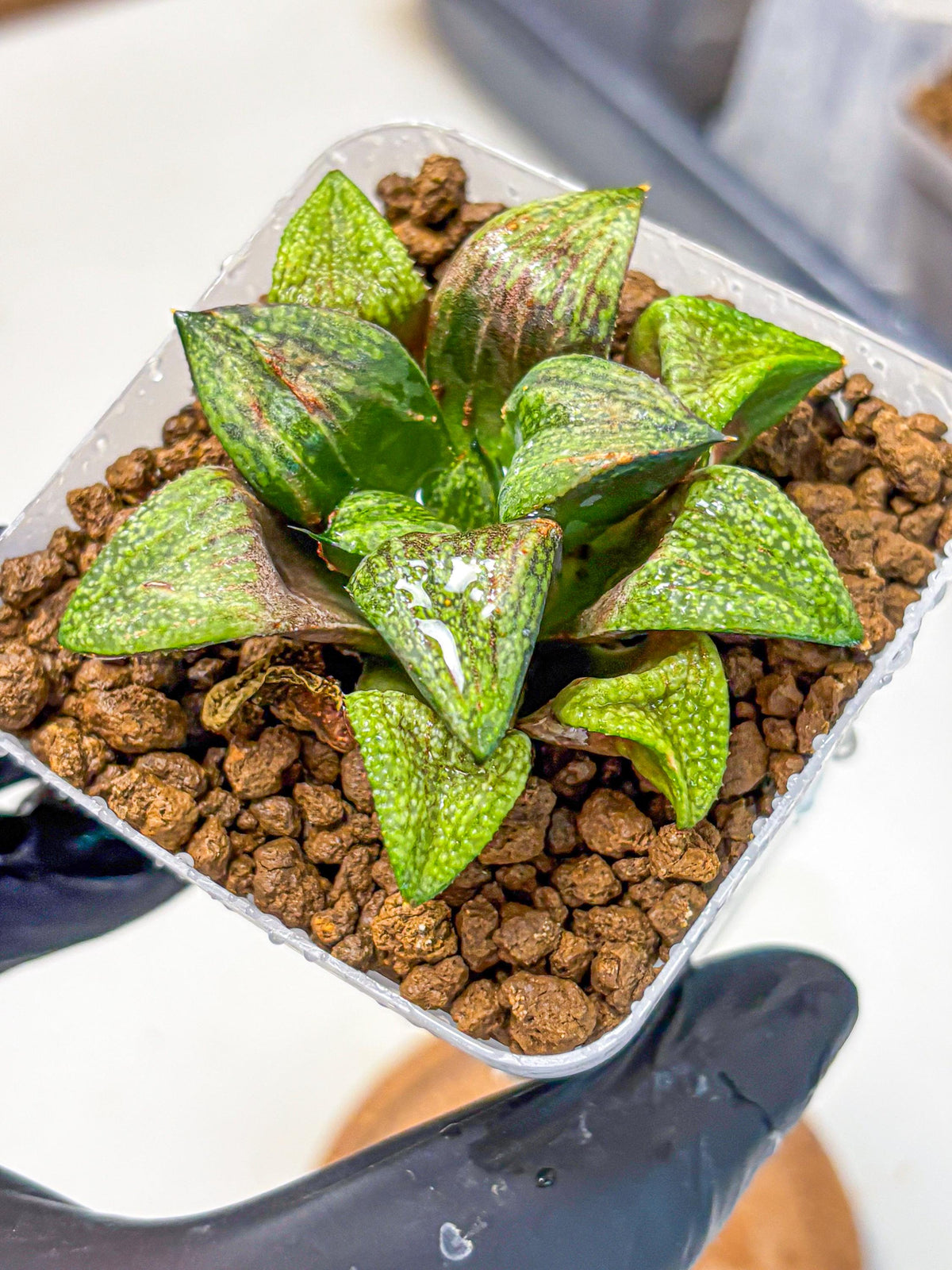 Haworthia Picta Hyb (wa11) (2) | Easy Care Indoor Plant