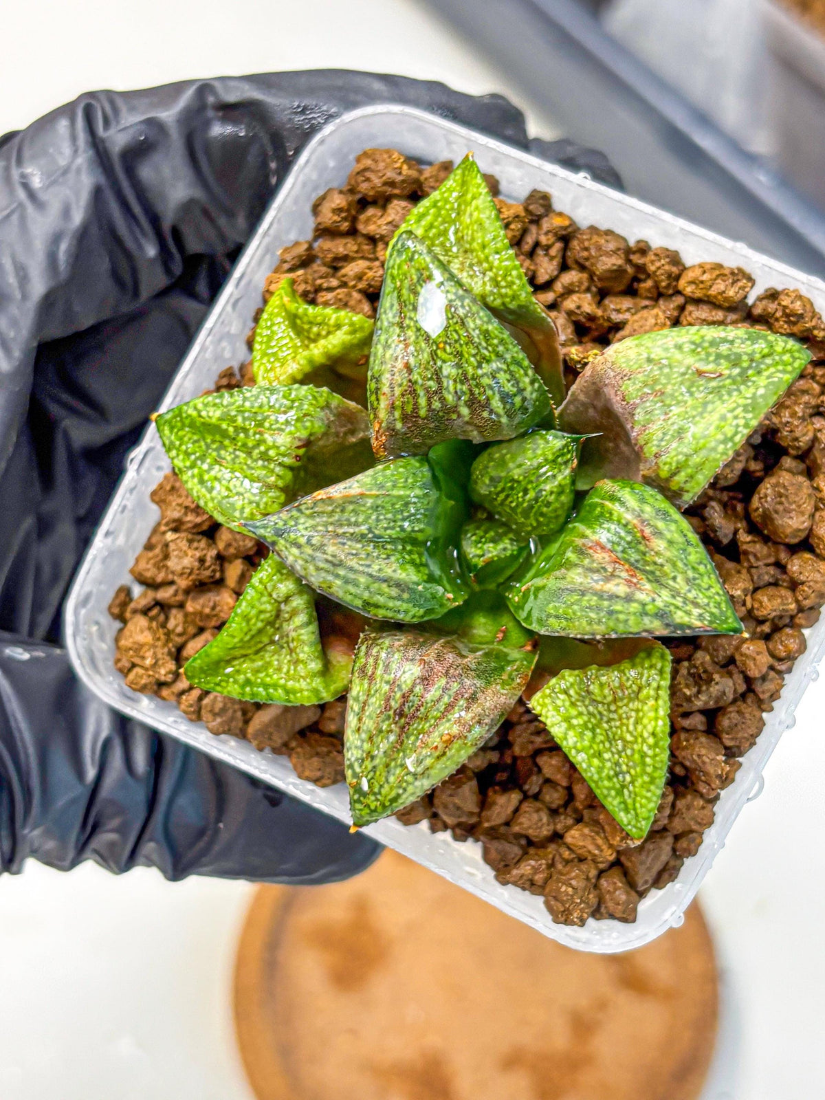 Haworthia Picta Hyb (wa11) (2) | Easy Care Indoor Plant