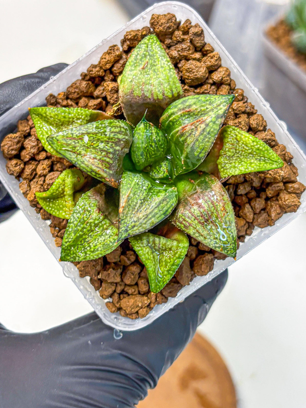 Haworthia Picta Hyb (wa11) (2) | Easy Care Indoor Plant