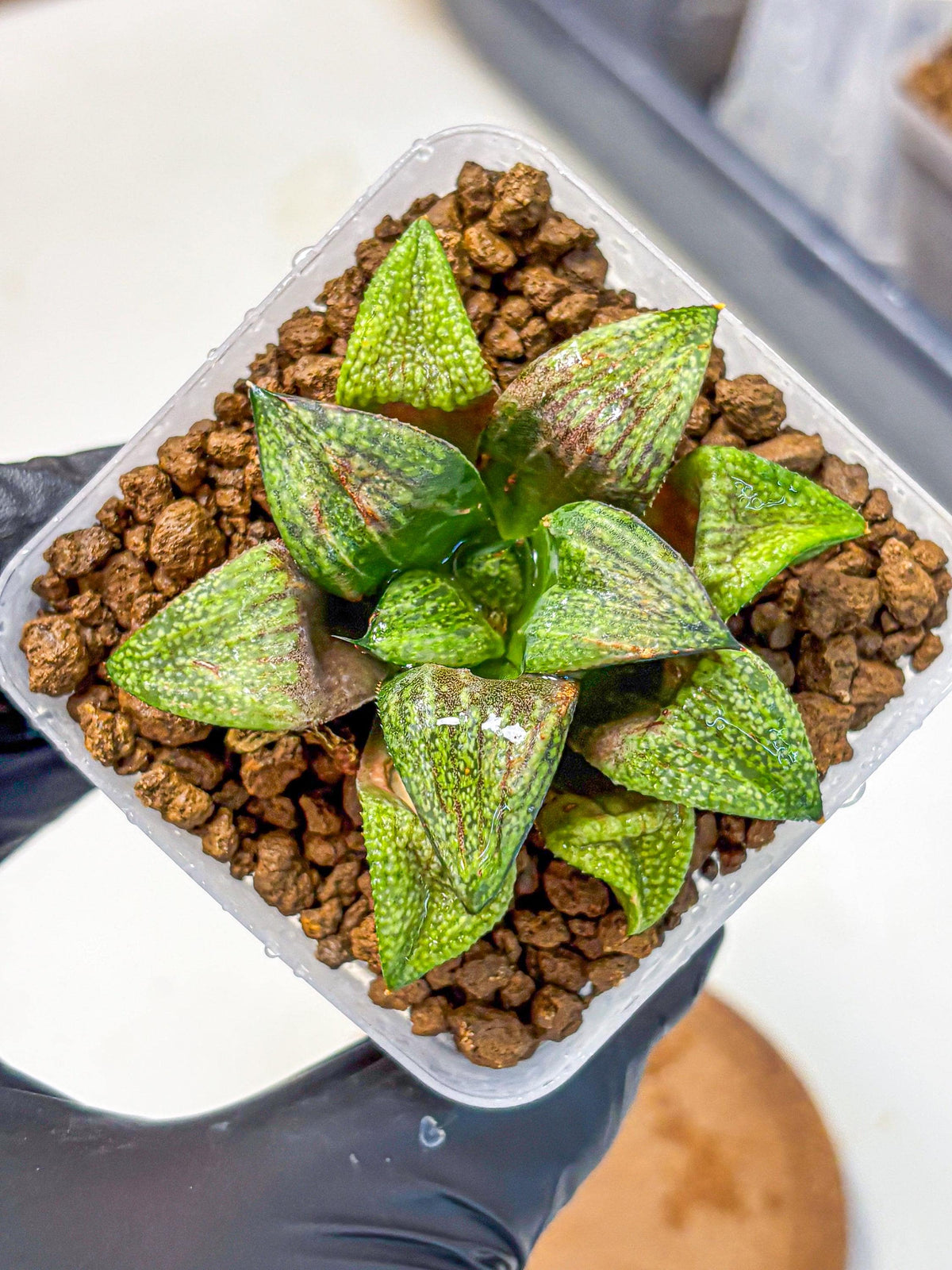 Haworthia Picta Hyb (wa11) (2) | Easy Care Indoor Plant