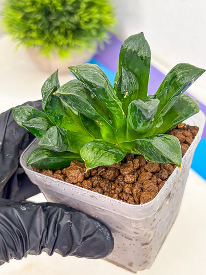 Haworthia Atrofosca (wa11) (3) | Easy Care Indoor Plant