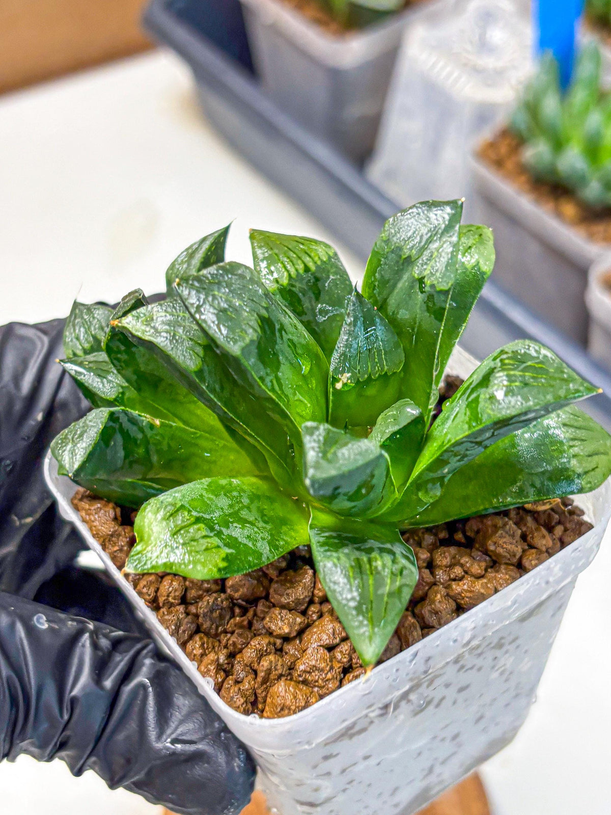 Haworthia Atrofosca (wa11) (3) | Easy Care Indoor Plant
