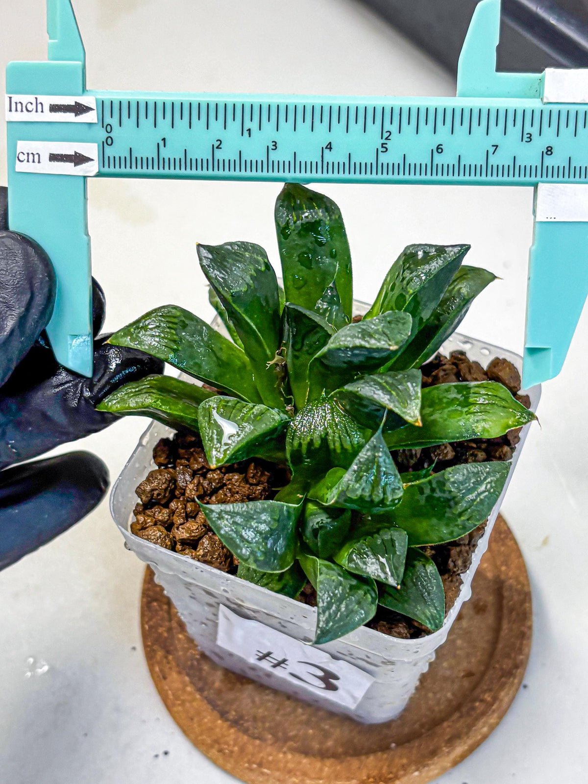 Haworthia Atrofosca (wa11) (3) | Easy Care Indoor Plant