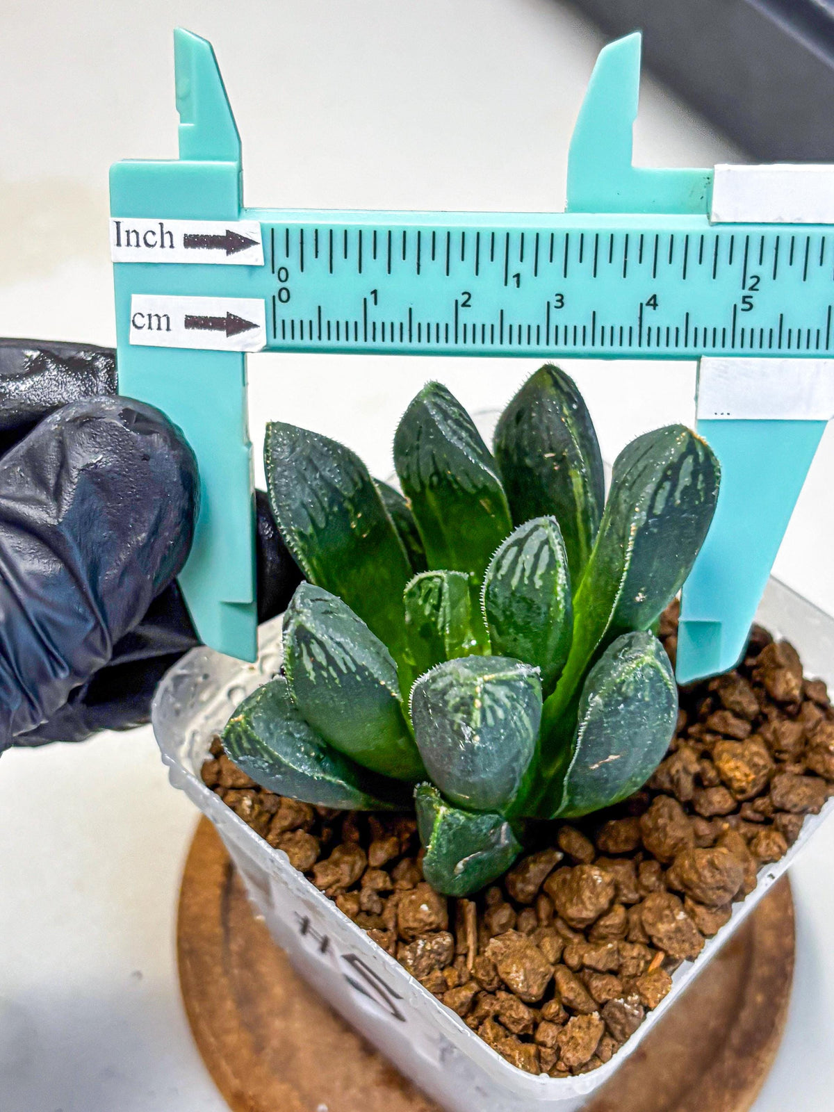 Haworthia Obtusa x pygmaea (wa11) (5) | Easy Care Indoor Plant