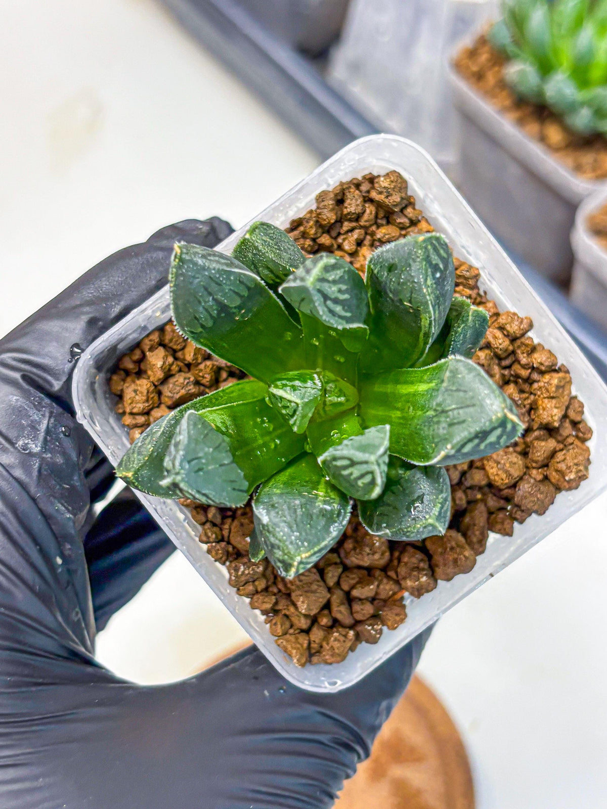 Haworthia Obtusa x pygmaea (wa11) (5) | Easy Care Indoor Plant