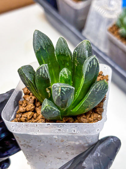 Haworthia Obtusa x pygmaea (wa11) (5) | Easy Care Indoor Plant