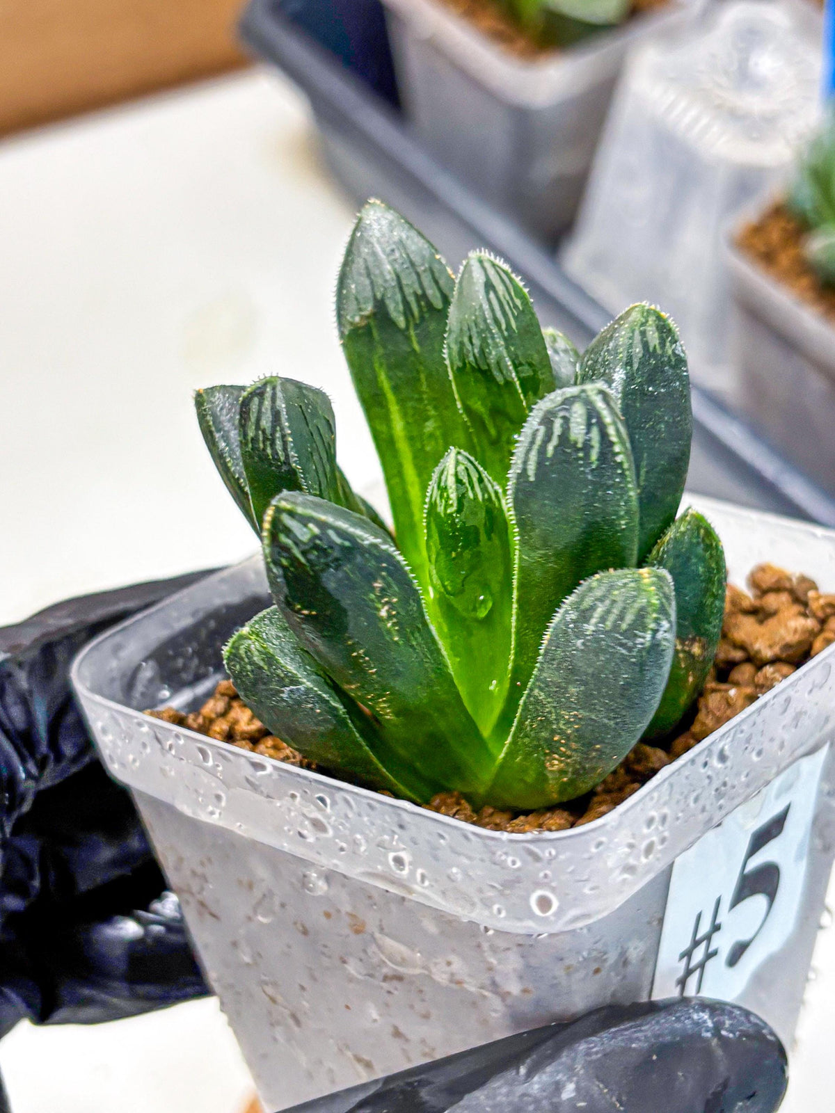 Haworthia Obtusa x pygmaea (wa11) (5) | Easy Care Indoor Plant