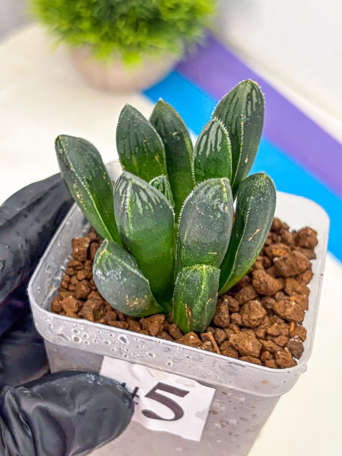 Haworthia Obtusa x pygmaea (wa11) (5) | Easy Care Indoor Plant