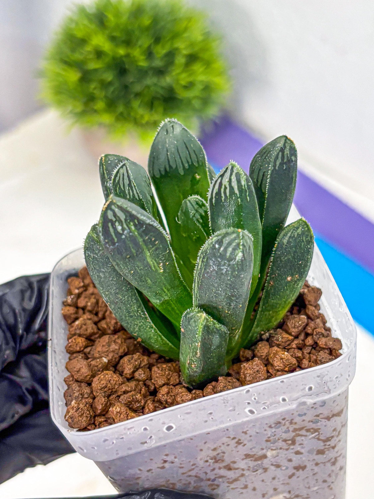 Haworthia Obtusa x pygmaea (wa11) (5) | Easy Care Indoor Plant