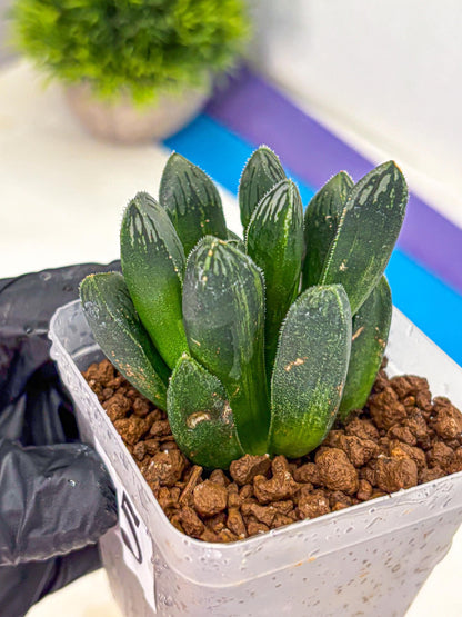 Haworthia Obtusa x pygmaea (wa11) (5) | Easy Care Indoor Plant