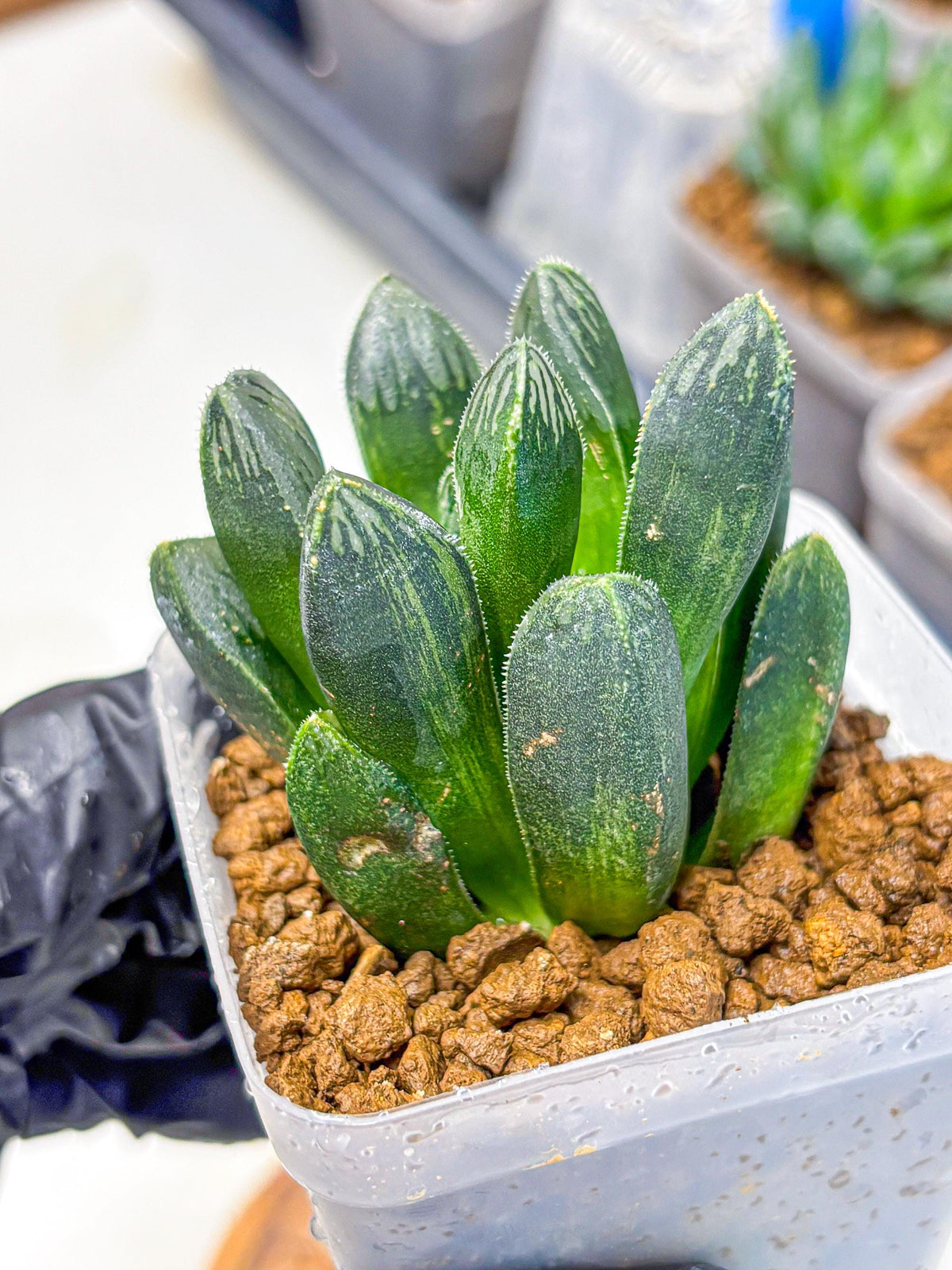Haworthia Obtusa x pygmaea (wa11) (5) | Easy Care Indoor Plant