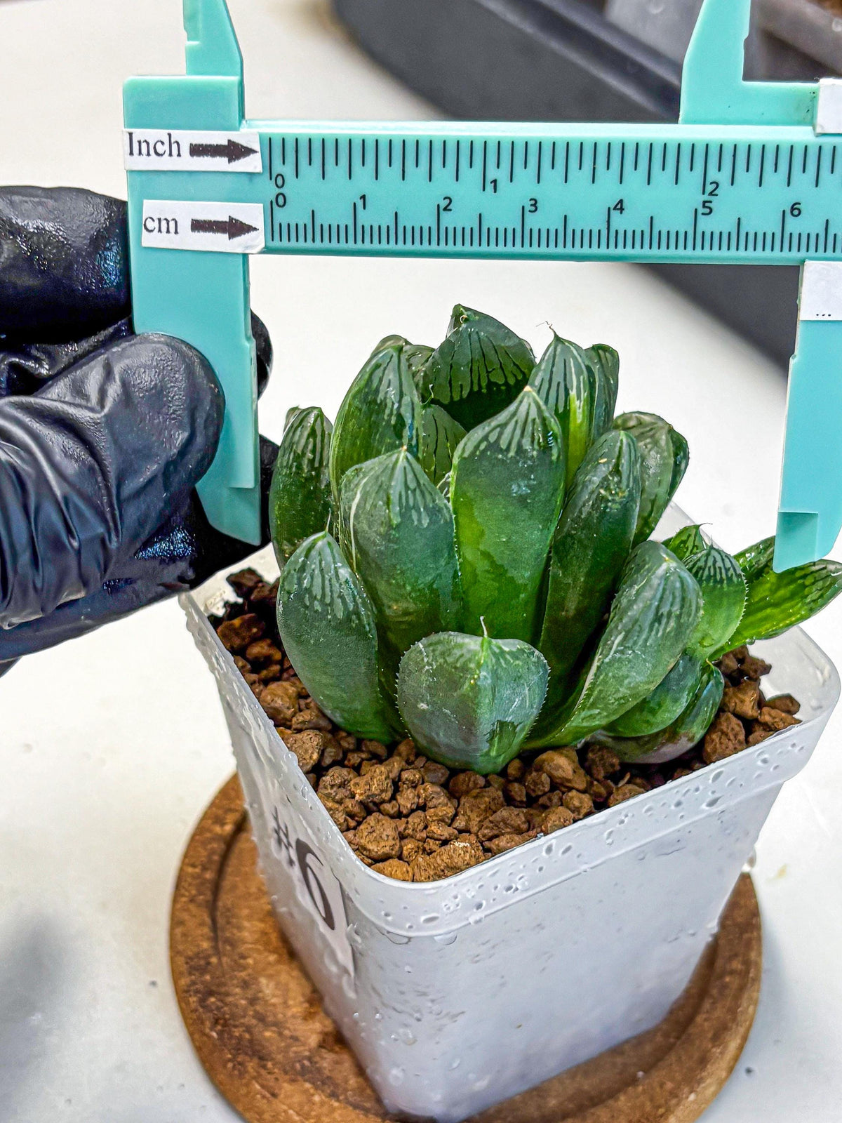 Haworthia Obtusa hyb (wa11) (6) | Easy Care Indoor Plant