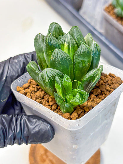 Haworthia Obtusa hyb (wa11) (6) | Easy Care Indoor Plant