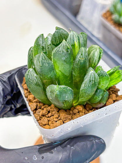 Haworthia Obtusa hyb (wa11) (6) | Easy Care Indoor Plant