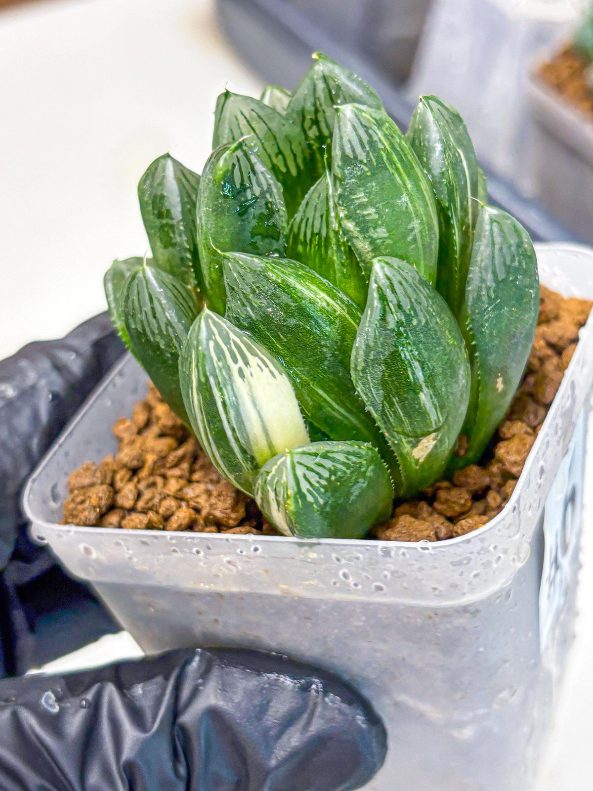 Haworthia Obtusa hyb (wa11) (6) | Easy Care Indoor Plant