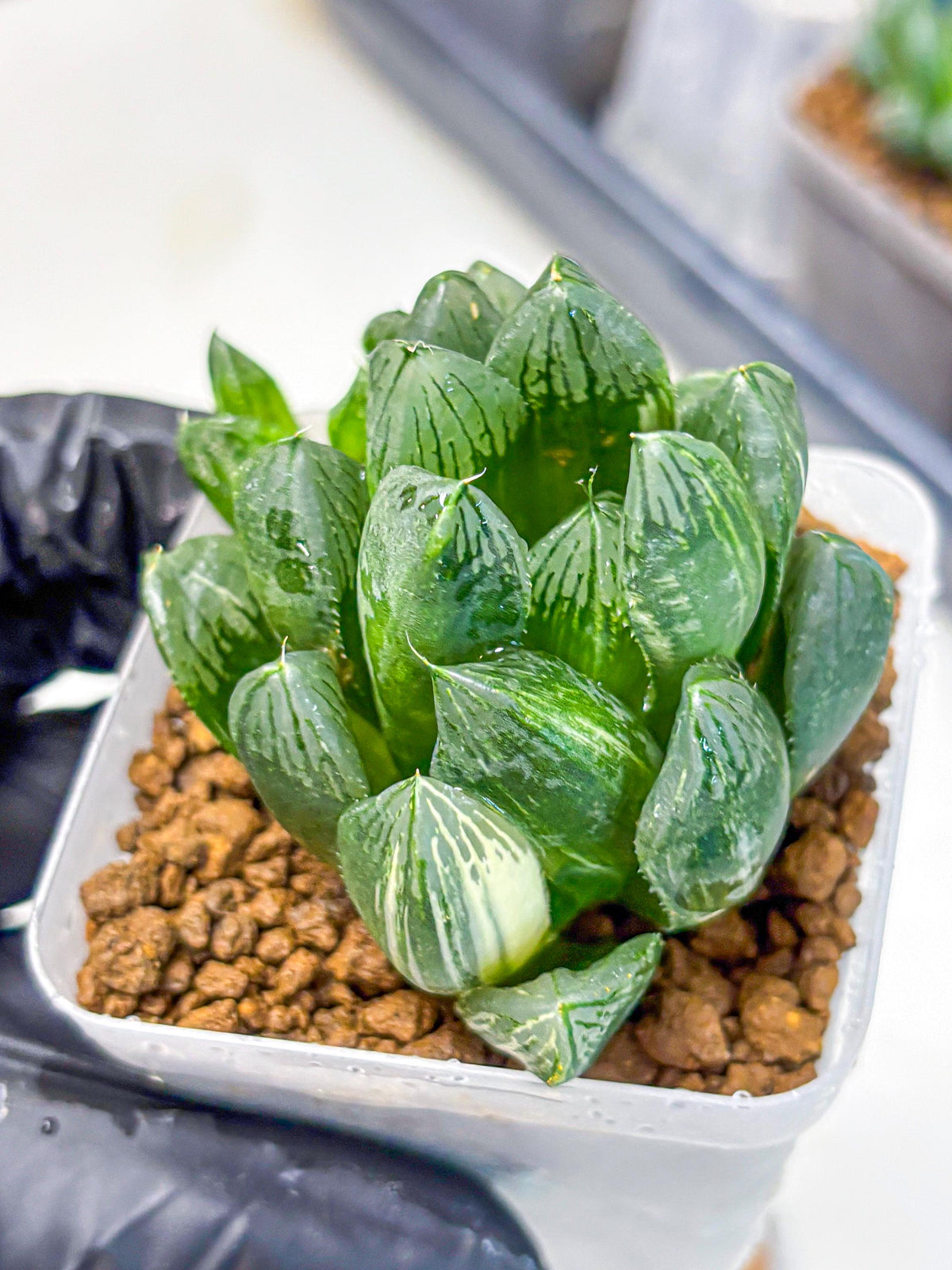 Haworthia Obtusa hyb (wa11) (6) | Easy Care Indoor Plant