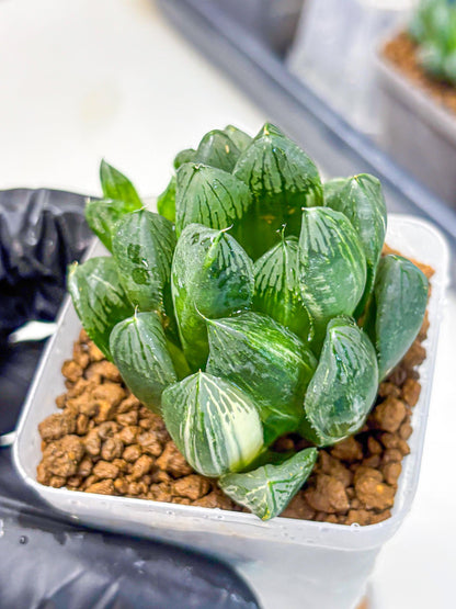 Haworthia Obtusa hyb (wa11) (6) | Easy Care Indoor Plant