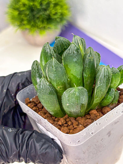 Haworthia Obtusa hyb (wa11) (6) | Easy Care Indoor Plant