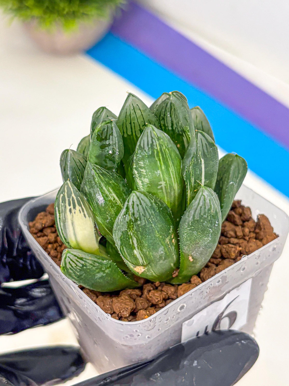 Haworthia Obtusa hyb (wa11) (6) | Easy Care Indoor Plant