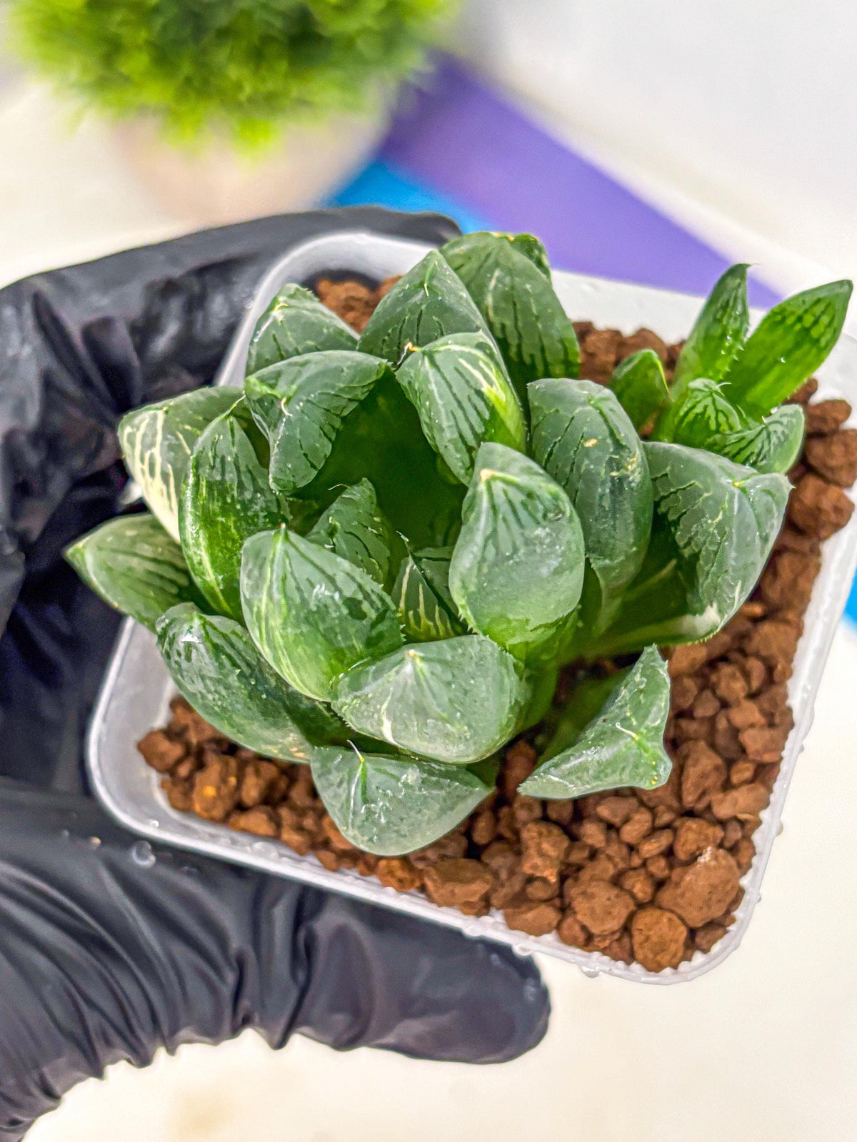 Haworthia Obtusa hyb (wa11) (6) | Easy Care Indoor Plant