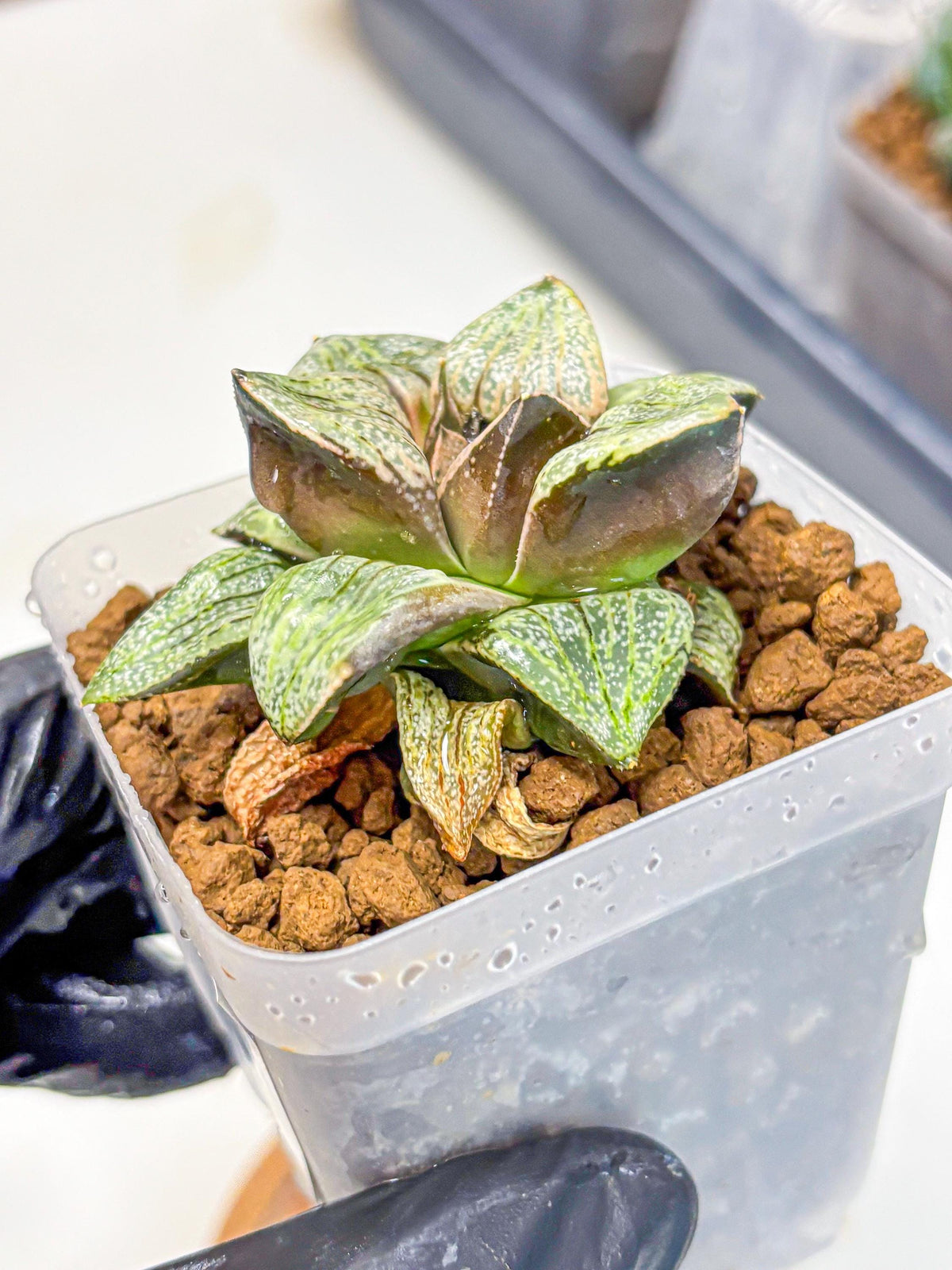 Haworthia Picta Hyb (wa11) (7) | Easy Care Indoor Plant