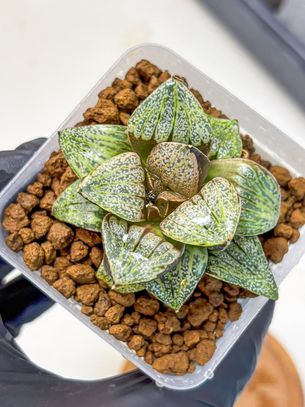 Haworthia Picta Hyb (wa11) (7) | Easy Care Indoor Plant