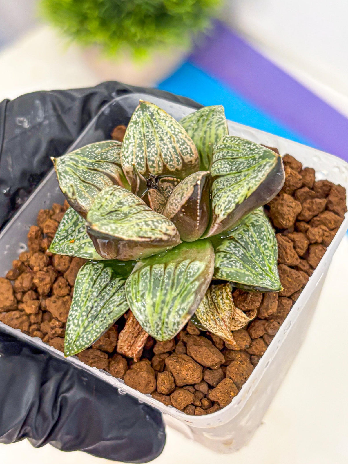 Haworthia Picta Hyb (wa11) (7) | Easy Care Indoor Plant