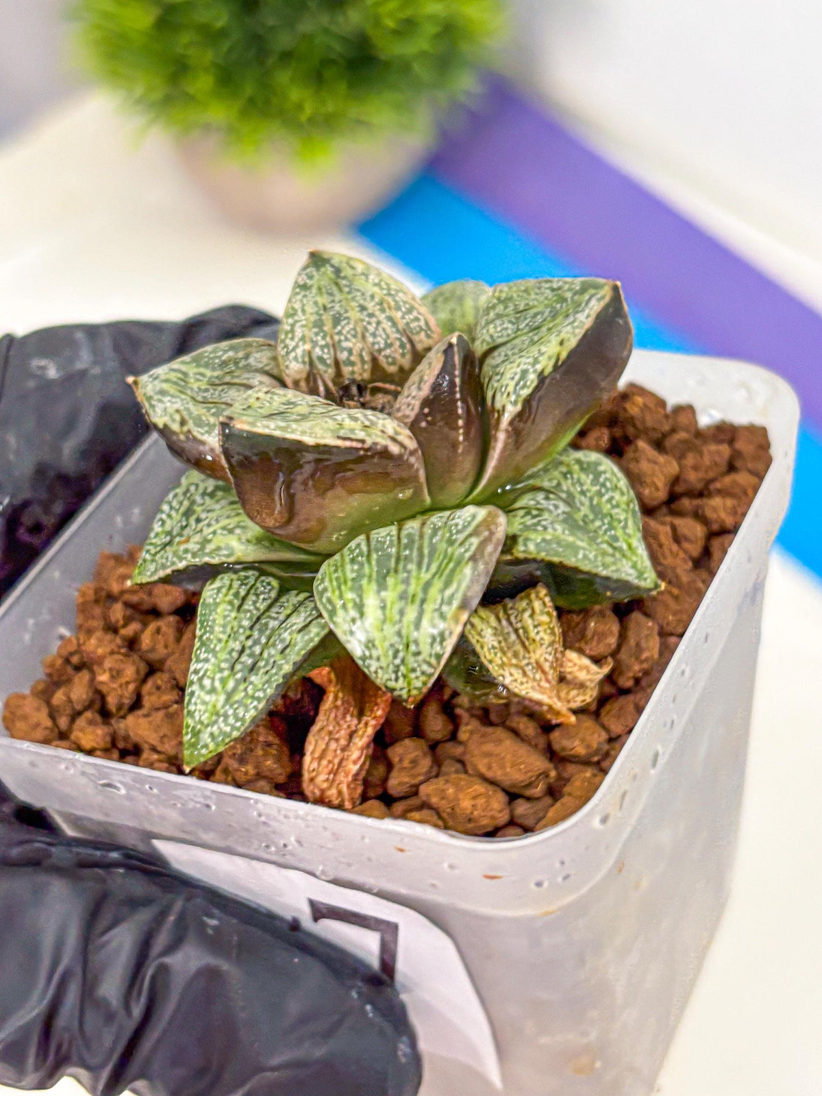 Haworthia Picta Hyb (wa11) (7) | Easy Care Indoor Plant