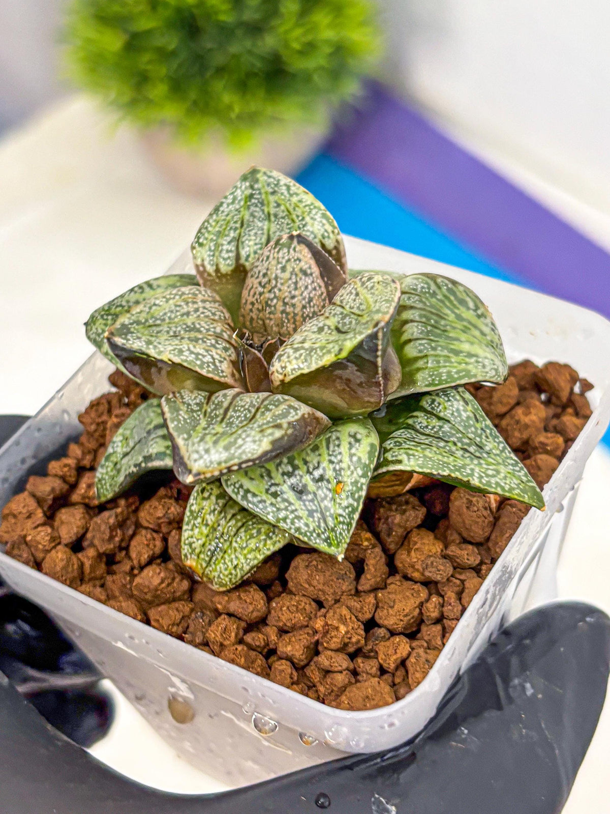 Haworthia Picta Hyb (wa11) (7) | Easy Care Indoor Plant