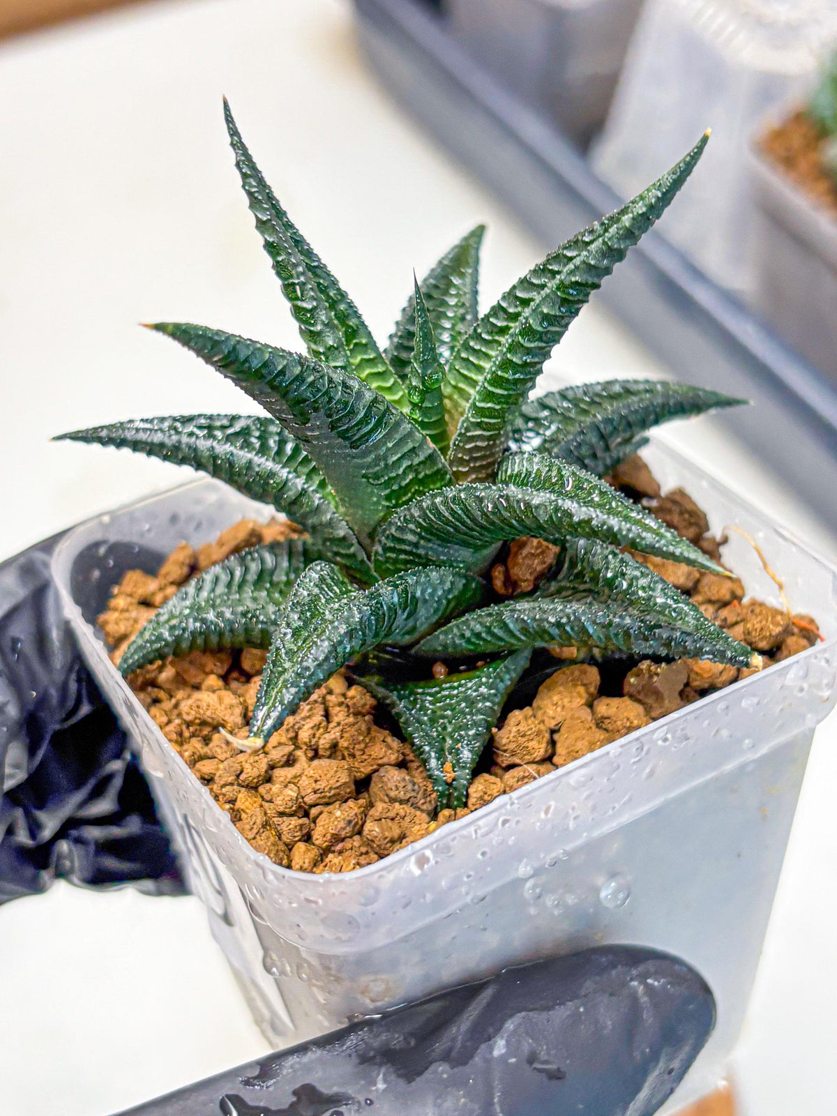 Haworthia koel (wa11) (9) | Easy Care Indoor Plant