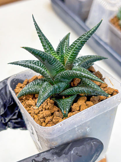 Haworthia koel (wa11) (9) | Easy Care Indoor Plant