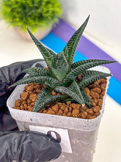 Haworthia koel (wa11) (9) | Easy Care Indoor Plant