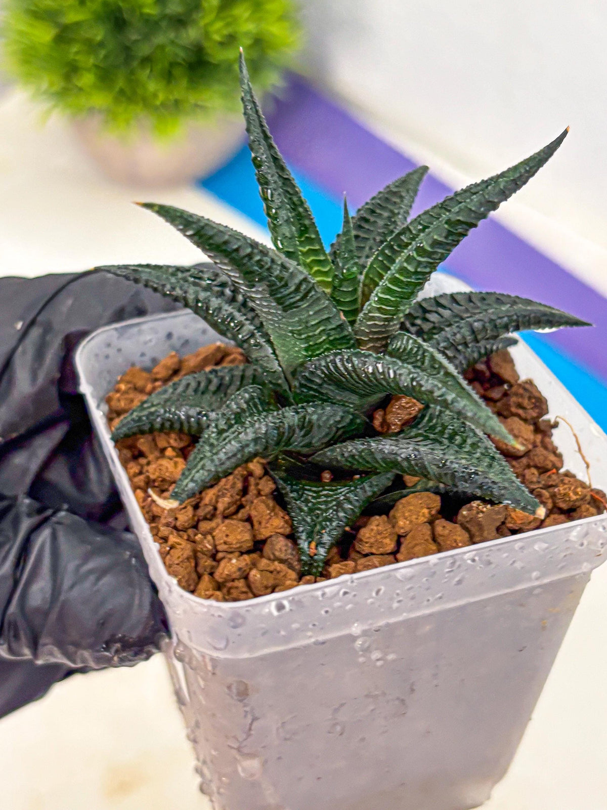 Haworthia koel (wa11) (9) | Easy Care Indoor Plant