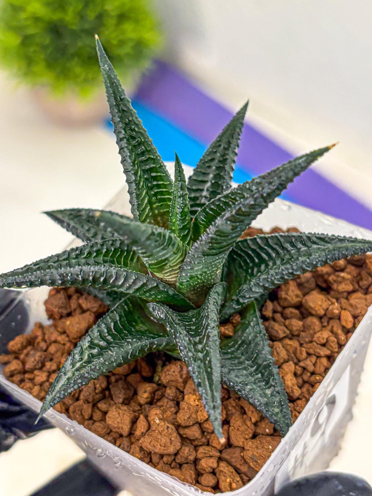 Haworthia koel (wa11) (9) | Easy Care Indoor Plant